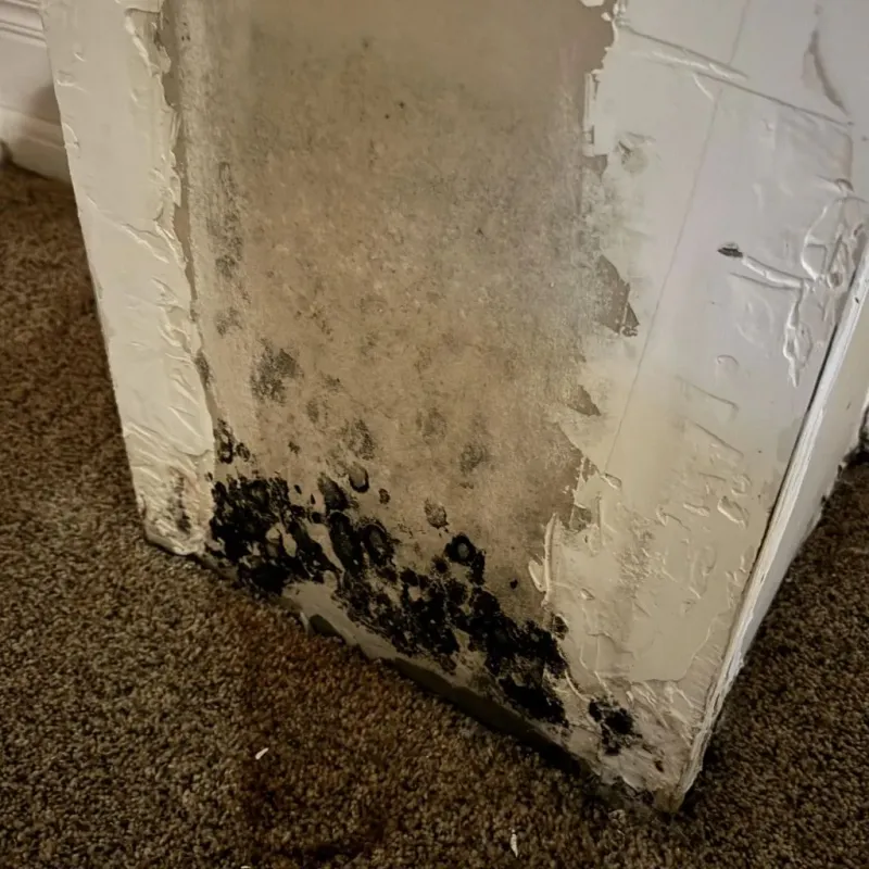 Professional Mold Removal in Heard County, GA